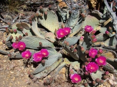 Pacific-Crest-Trail-near-Big-Bear-13