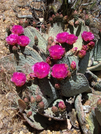 Pacific-Crest-Trail-near-Big-Bear-14