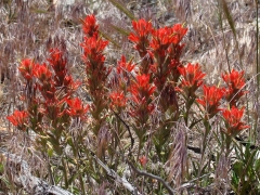 Pacific-Crest-Trail-near-Big-Bear-16