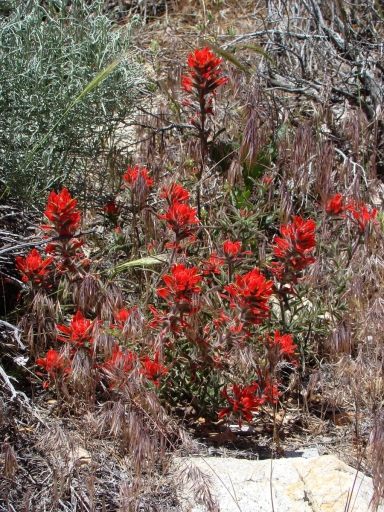 Pacific-Crest-Trail-near-Big-Bear-17