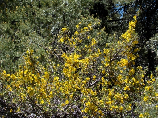Pacific-Crest-Trail-near-Big-Bear-19