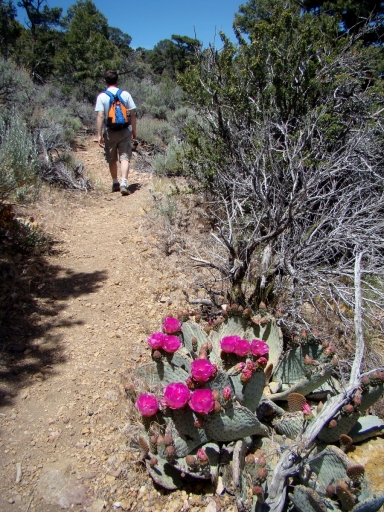 Pacific-Crest-Trail-near-Big-Bear-22