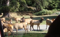 Prairie-Creek-Redwoods-State-Park-01