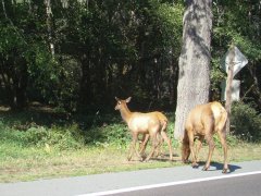 Prairie-Creek-Redwoods-State-Park-02