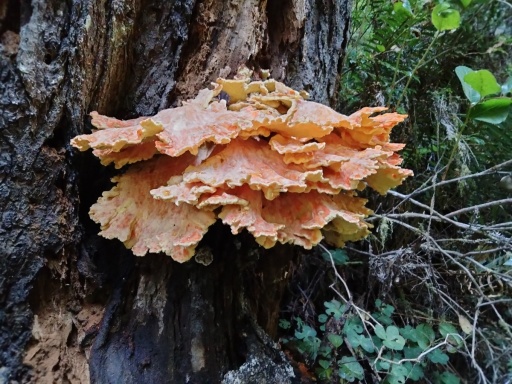 Prairie-Creek-Redwoods-State-Park-04