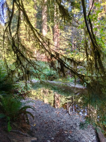 Prairie-Creek-Redwoods-State-Park-05