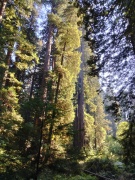 Prairie-Creek-Redwoods-State-Park-06