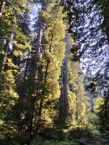 Prairie-Creek-Redwoods-State-Park-06