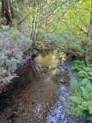 Prairie-Creek-Redwoods-State-Park-07