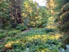 Prairie-Creek-Redwoods-State-Park-08