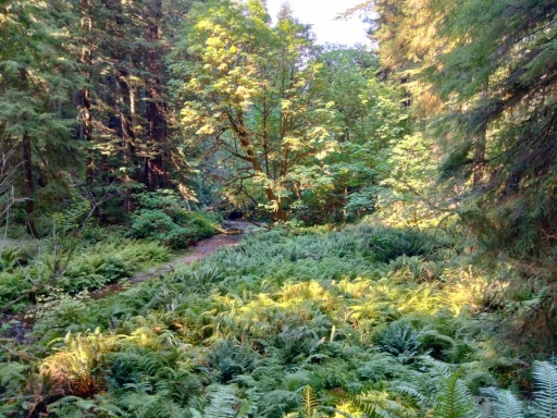 Prairie-Creek-Redwoods-State-Park-08