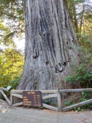 Prairie-Creek-Redwoods-State-Park-09