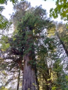Prairie-Creek-Redwoods-State-Park-10