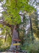 Prairie-Creek-Redwoods-State-Park-11
