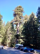 Redwood-National-Park-01