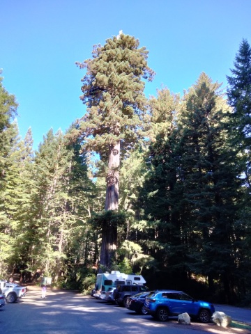 Redwood-National-Park-01