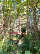 Redwood-National-Park-02