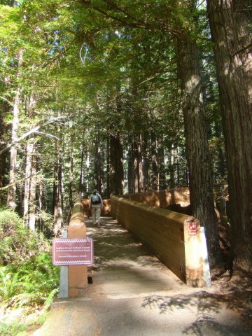 Redwood-National-Park-03