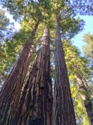 Redwood-National-Park-04