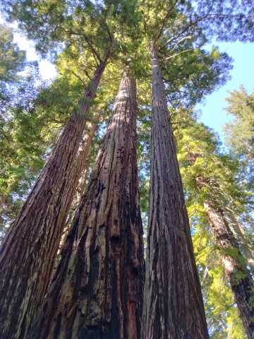 Redwood-National-Park-04