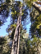 Redwood-National-Park-05