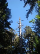 Redwood-National-Park-06