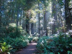 Redwood-National-Park-07