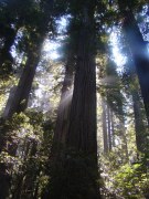 Redwood-National-Park-08