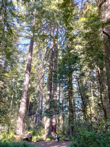 Redwood-National-Park-09