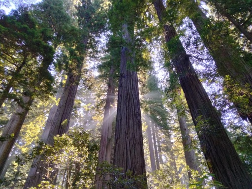 Redwood-National-Park-11