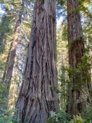 Redwood-National-Park-12