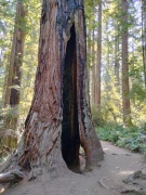 Redwood-National-Park-13