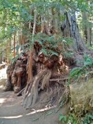 Redwood-National-Park-14