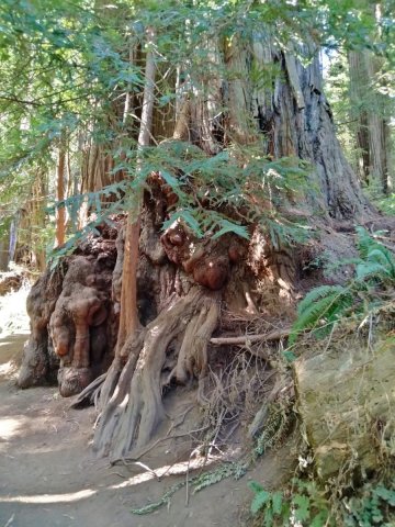 Redwood-National-Park-14