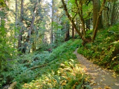 Redwood-National-Park-18