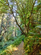 Redwood-National-Park-19