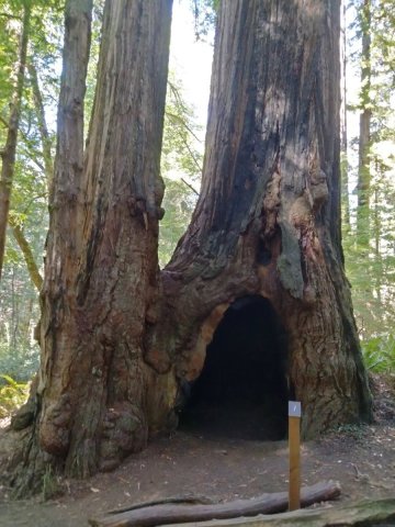Redwood-National-Park-25