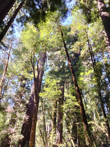 Redwood-National-Park-26
