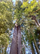 Redwood-National-Park-31