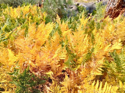 Hike-to-Rainbow-and-Lower-Falls-2025-26