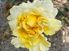 Roses - 2023