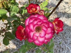 IMG_6968