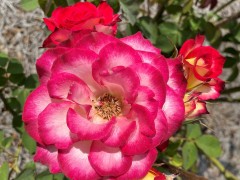 IMG_6970