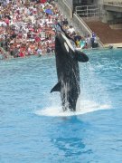 SeaWorld-San-Diego-02