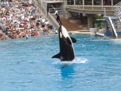 SeaWorld-San-Diego-07