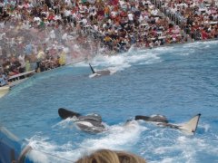 SeaWorld-San-Diego-09