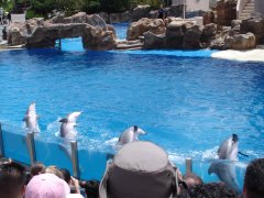 SeaWorld-San-Diego-18