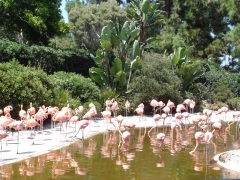 SeaWorld-San-Diego-25