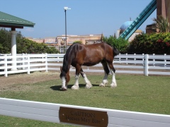 SeaWorld-San-Diego-29