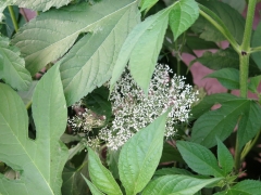 IMG_5317 (2)